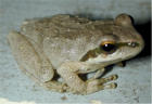 Utah Frog Causes Salmonella Outbreak