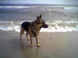 German Shepherd at beach