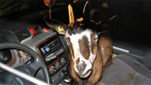 Goat in car.651