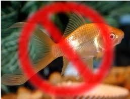 Goldfish ban