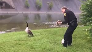 Goose with Police