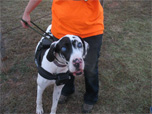 Great Dane Wearing Infrared Collar