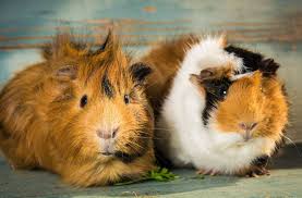 Guinea Pigs