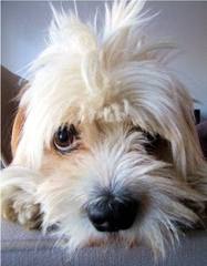 Dog with fly-away hair.672