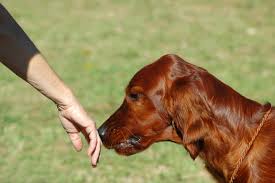 Dog Sniffing Hand
