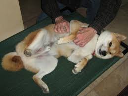 Rubbing Hands Over Dog