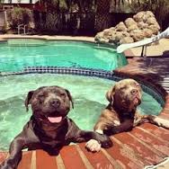 Hot Tubbing Dogs