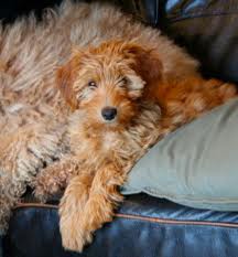 Labradoodle on bed