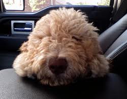 Labradoodle in truck