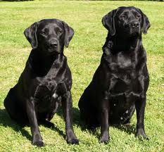 Two labs