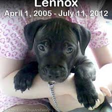 Lennox Puppy