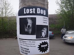 Lost dog flyer.662