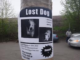 Lost Dog Flyer