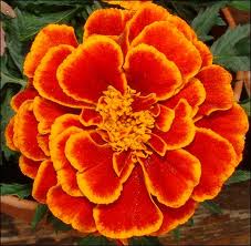 Marigold flowerr