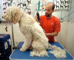 Groomer shaving matted Labradoodle