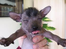 Mexican Hairless dog