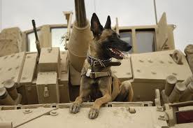 Military dog on tank
