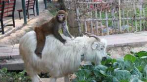 Monkey on goat's back