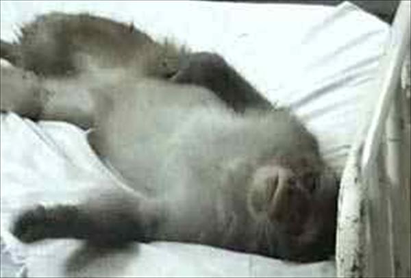 Monkey in hospital bed.661
