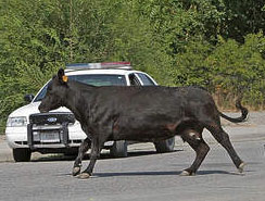 Cow in the street in Billings, Montana.667