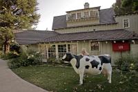 Milk Dud in front of Nancy's house.434