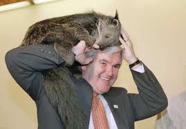 Newt Gingrich with animal
