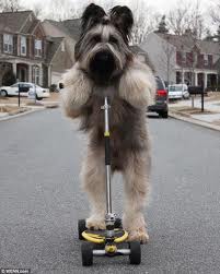 Norman the scooter riding dog