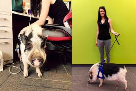 Office Pig