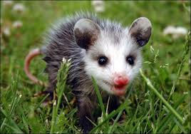 Opossum