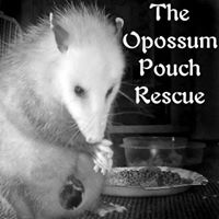 The Opossum's Pouch Rescue Logo