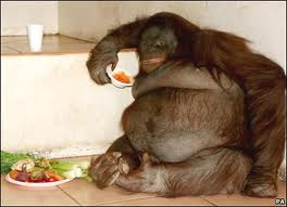Overweight Orangutan