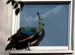 Peacock on ledge of  Fifth Avenue Apartment in New York 