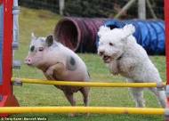 Pig and dog doing agility jump