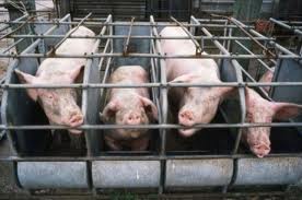 Pig gestation crates.664