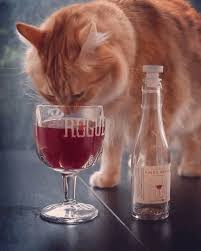 Cat with Pinot Meow