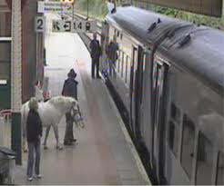 Man taking pony on train