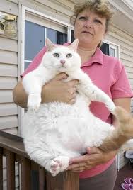 Prince Chunk the overweight cat