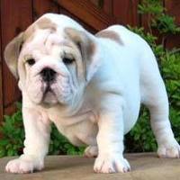 Bulldog puppy.639