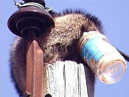 Raccoon with head stuck in jar