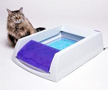 Cat With ScoopFree Litter System