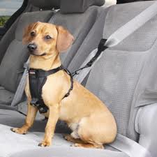 Dog wearing seatbelt in car.655