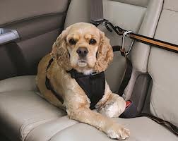 Dog wearing seatbelt in car.671