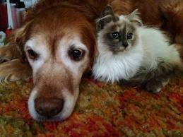 Senior dog and cat.667