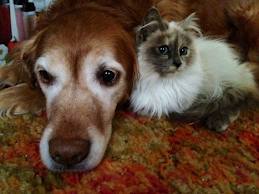 Senior Pets