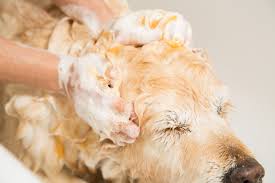 Dog being Shampooed