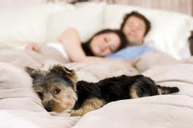 Humans sharing a bed with Fido