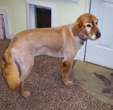 Shaved dog