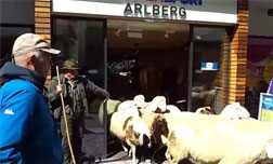 Sheep Shopping