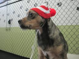 Dog Wearing Holiday Beanie in Shelter