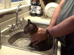 Bathing Cat in Sink